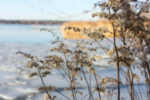 Berlin, Wannsee, Winter, Strauch Berlin, Wannsee, Winter, Strauch